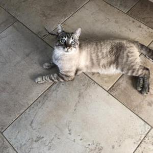 Lost Cat Harvey