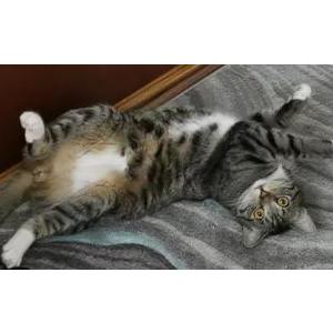 Image of Chester, Lost Cat