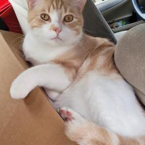 Lost Cat Kyo (Key-O)