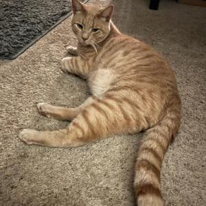 Lost Cat Theodore