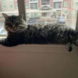 Found Cat unknown