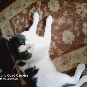 Lost Cat Bobo