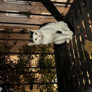 Found Cat Unknown