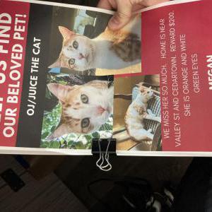 Lost Cat OJ “Juice “