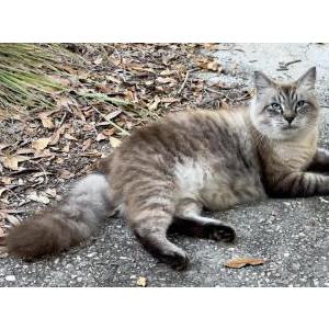 Found Cat Unknown