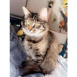 Lost Cat Kiera