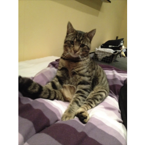 Lost Cat Simba