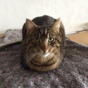 2nd Image of Simba, Lost Cat