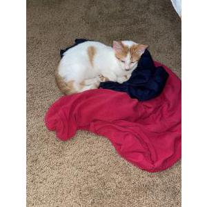 Image of Barsik, Lost Cat