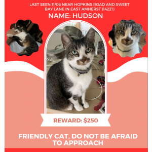 Lost Cat Hudson