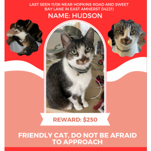 Image of Hudson, Lost Cat