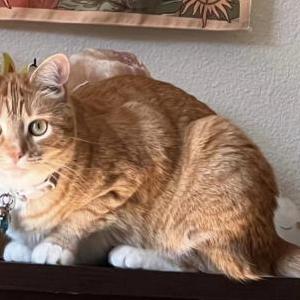 Image of Cheeto, Lost Cat