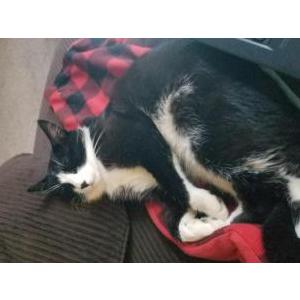 Lost Cat Felix