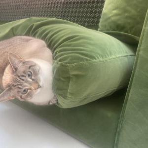 Image of Belle, Lost Cat