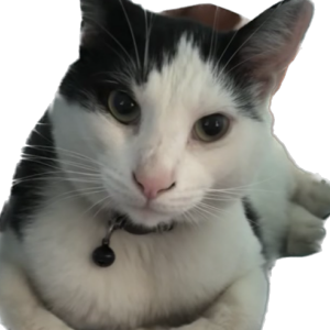Image of Otis, Lost Cat