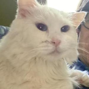 Image of Mama, Lost Cat