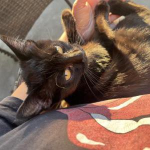Image of Kitty, Lost Cat