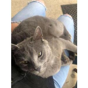 Lost Cat Elvis