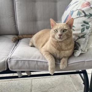 Lost Cat Zed
