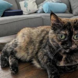 Lost Cat Dartagnon (female)