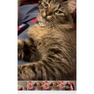 Lost Cat Mini