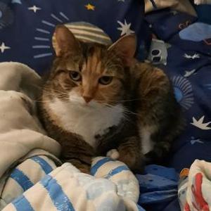 Lost Cat Hazel