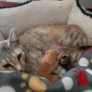 Lost Cat Kitty