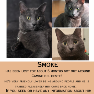 Image of Smoke, Lost Cat