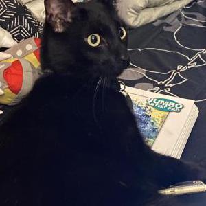 Lost Cat Hercules