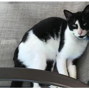 Lost Cat Patch