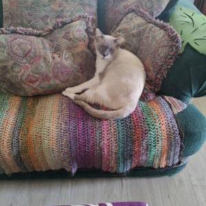 Image of Hurricane, Lost Cat