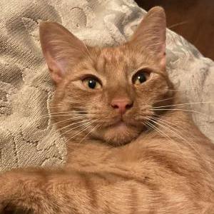 Lost Cat Achilles
