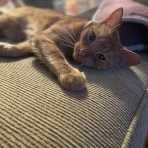 2nd Image of Achilles, Lost Cat