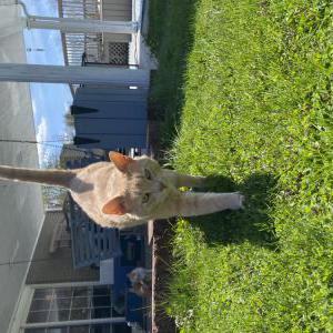 Lost Cat Zed