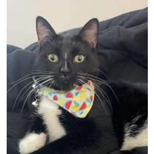 Image of Boots, Lost Cat