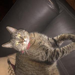 Image of Tigger, Lost Cat