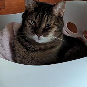 Lost Cat Joey
