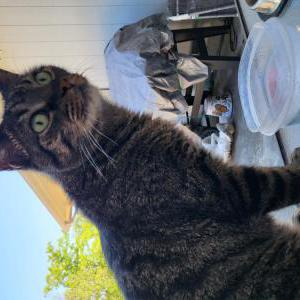 Image of Rascal, Lost Cat
