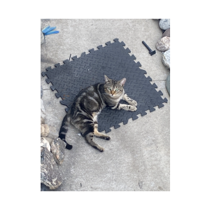 Lost Cat BEEBEE