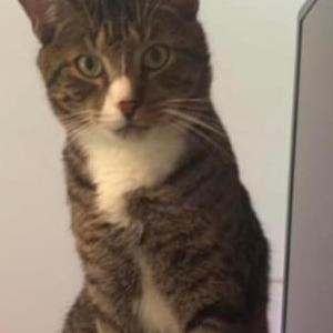 Lost Cat Scout
