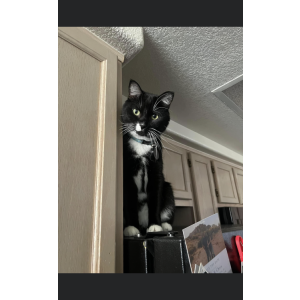 Image of Orie, Lost Cat