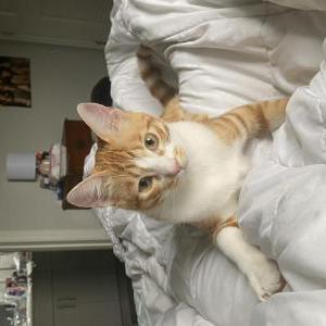 Lost Cat Tigger