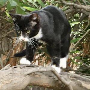 Image of RC or TooToo, Lost Cat