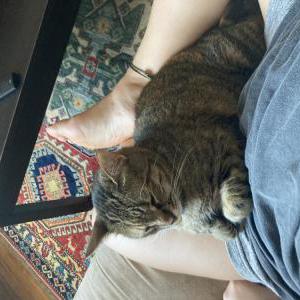 Image of Nena, Lost Cat