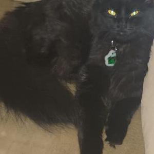 Lost Cat Emerald Green