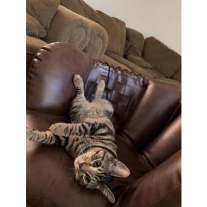 Lost Cat Chunk