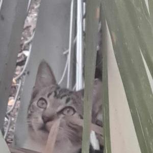 Image of unknown, Found Cat