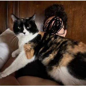 Image of Ruby, Lost Cat