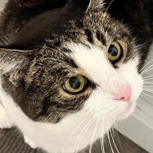 Lost Cat Ricky