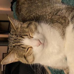 Lost Cat Biscotti